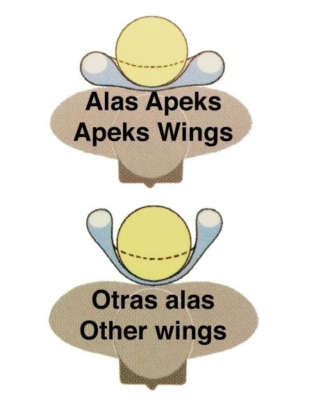 jdive-apeks-wtx-d30-d40